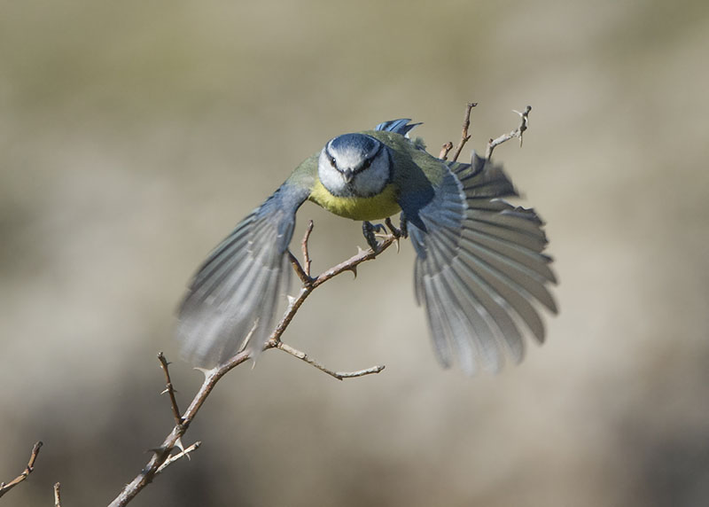 Cinciarella - Cyanistes caeruleus